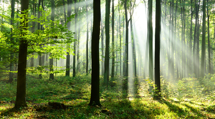 Morningsun In The Wood Shutterstock 558510694